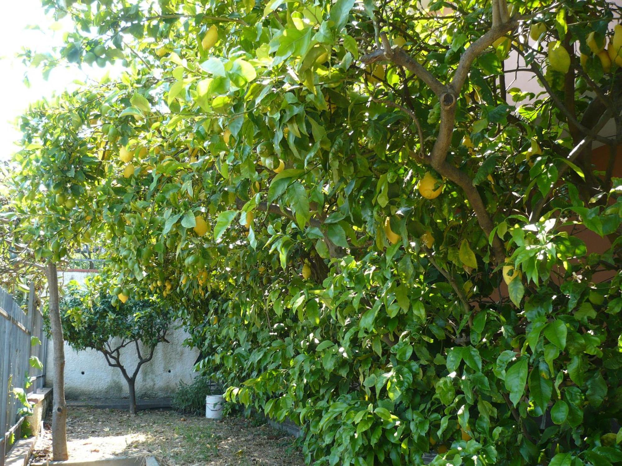 Azienda Agrituristica Villa Arianna Imperia Exterior photo